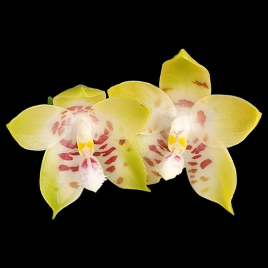 Phal Conny's Sunshine Jewel '669' - Dr. Bill's Orchids, LLC