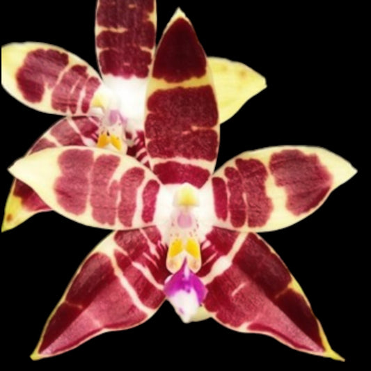 Phal CTL Ambo Tetralacea - Dr. Bill's Orchids, LLC