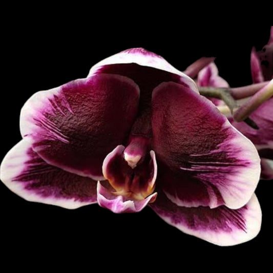 Phal Ever Spring Prince 'Star #6' - Dr. Bill's Orchids, LLC