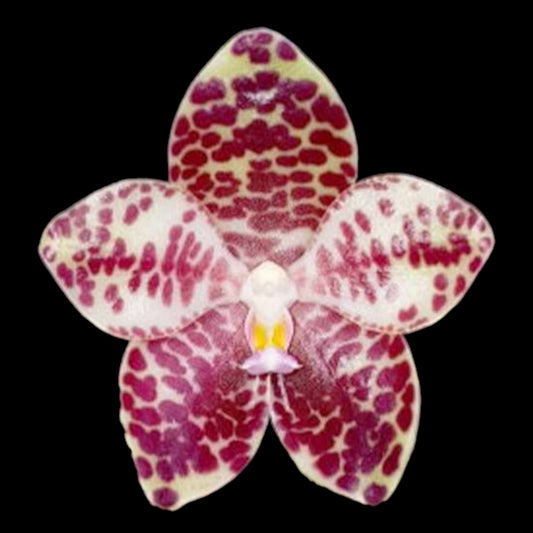 Phal gigantea x sib - Dr. Bill's Orchids, LLC