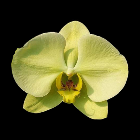 Phal Golden Apollon - Dr. Bill's Orchids, LLC