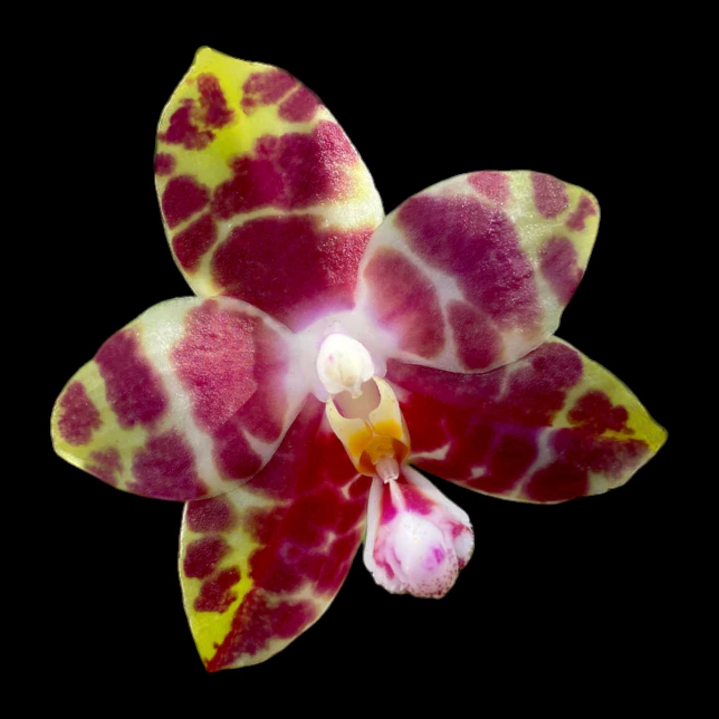 Phal Hannover Passion (POM) - Dr. Bill's Orchids, LLC