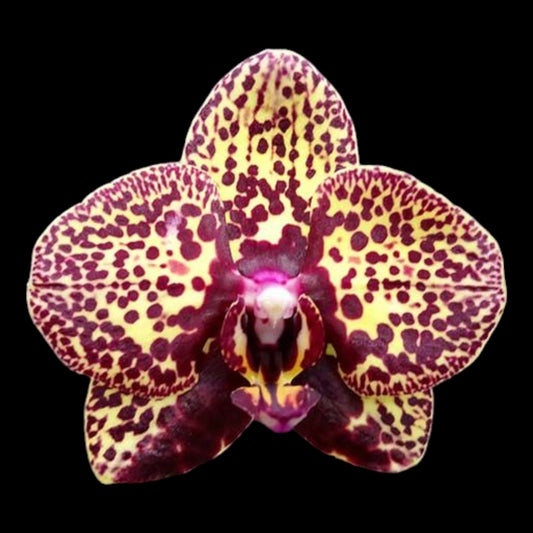 Phal I-Hsin Yellow Leopard - Dr. Bill's Orchids, LLC