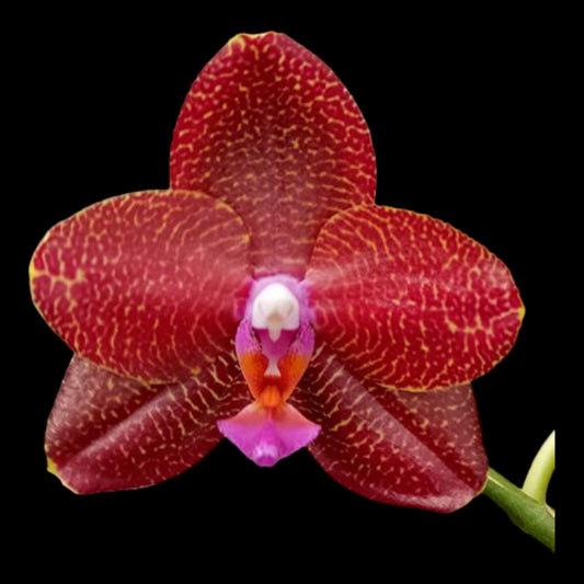 Phal LD Sun Dragon - Dr. Bill's Orchids, LLC