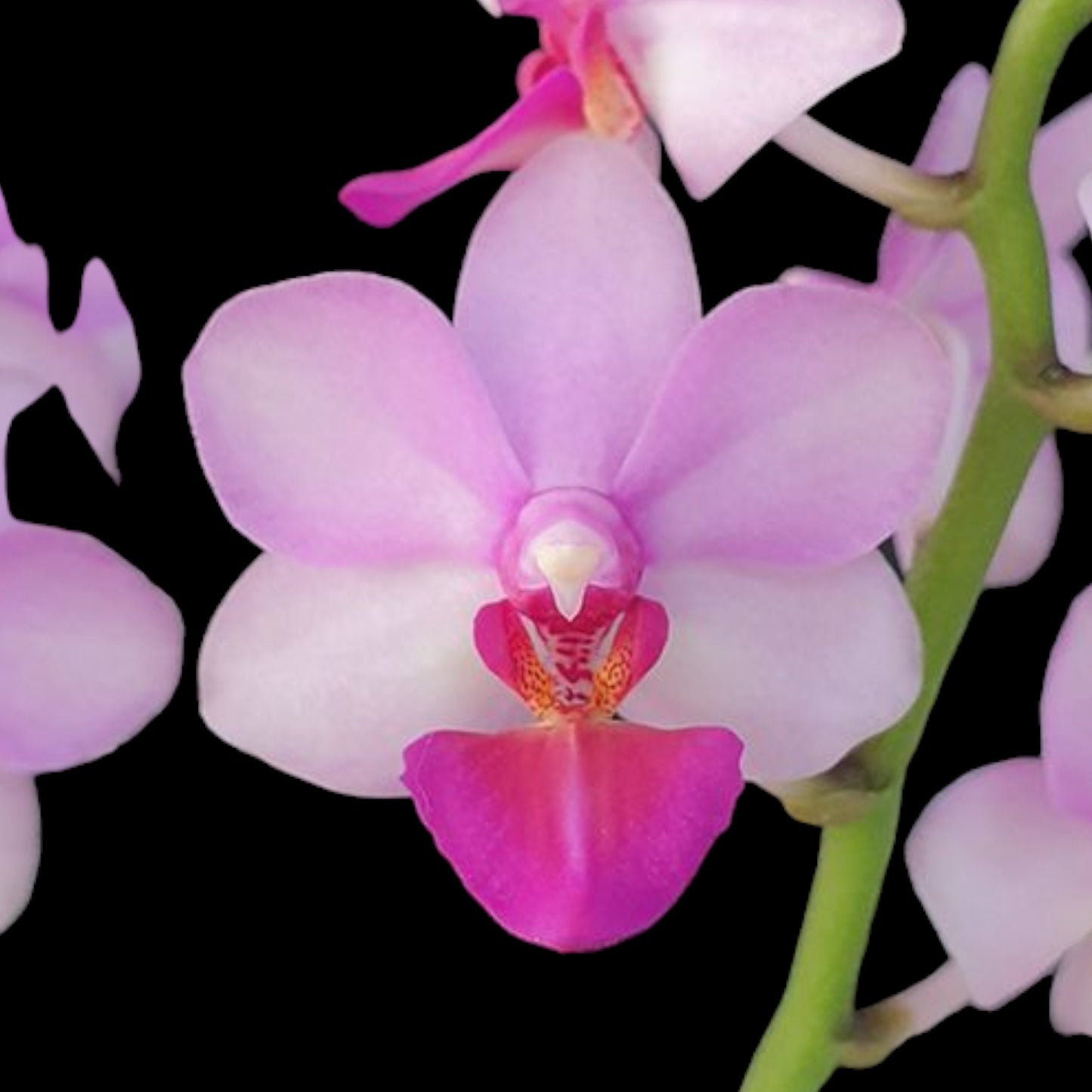 Phal Liu's Cute Angel (Jia Ho Cherry x lobbii) - Dr. Bill's Orchids, LLC