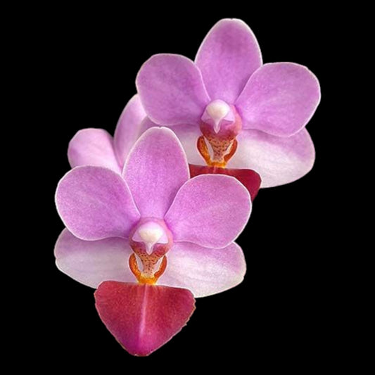 Phal Liu's Triprince - Dr. Bill's Orchids, LLC