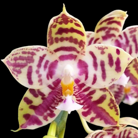 Phal Lyndon Mix Zebra '708' - Dr. Bill's Orchids, LLC