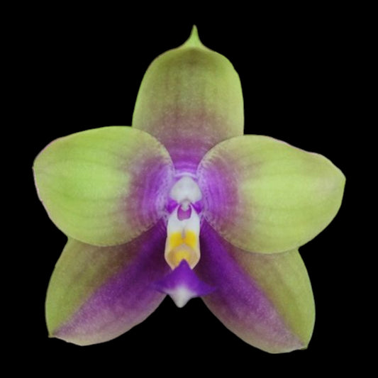 Phal. Meidarland Kaiulani '685' - Dr. Bill's Orchids, LLC