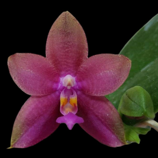 Phal. Meidarland Kaiulani '704' (unstable peloric) - Dr. Bill's Orchids, LLC