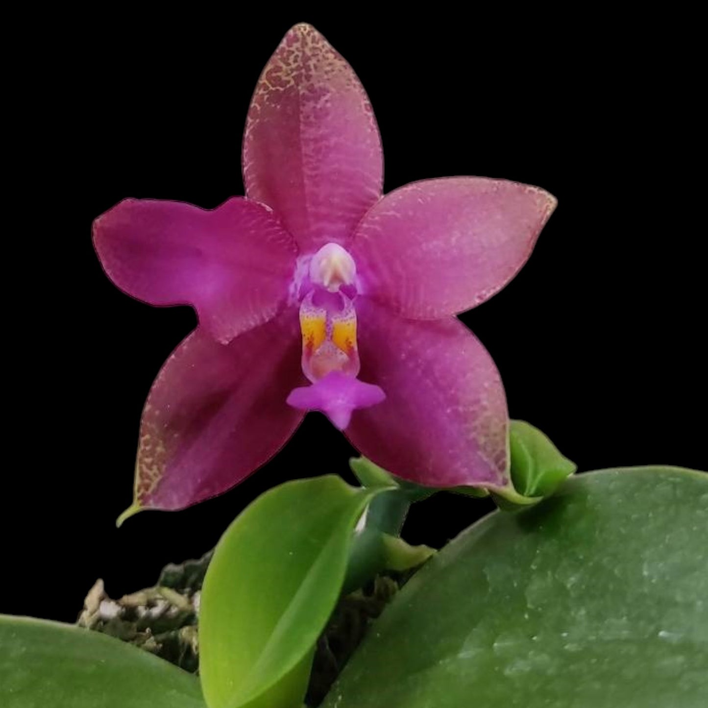 Phal. Meidarland Kaiulani '704' (unstable peloric) - Dr. Bill's Orchids, LLC