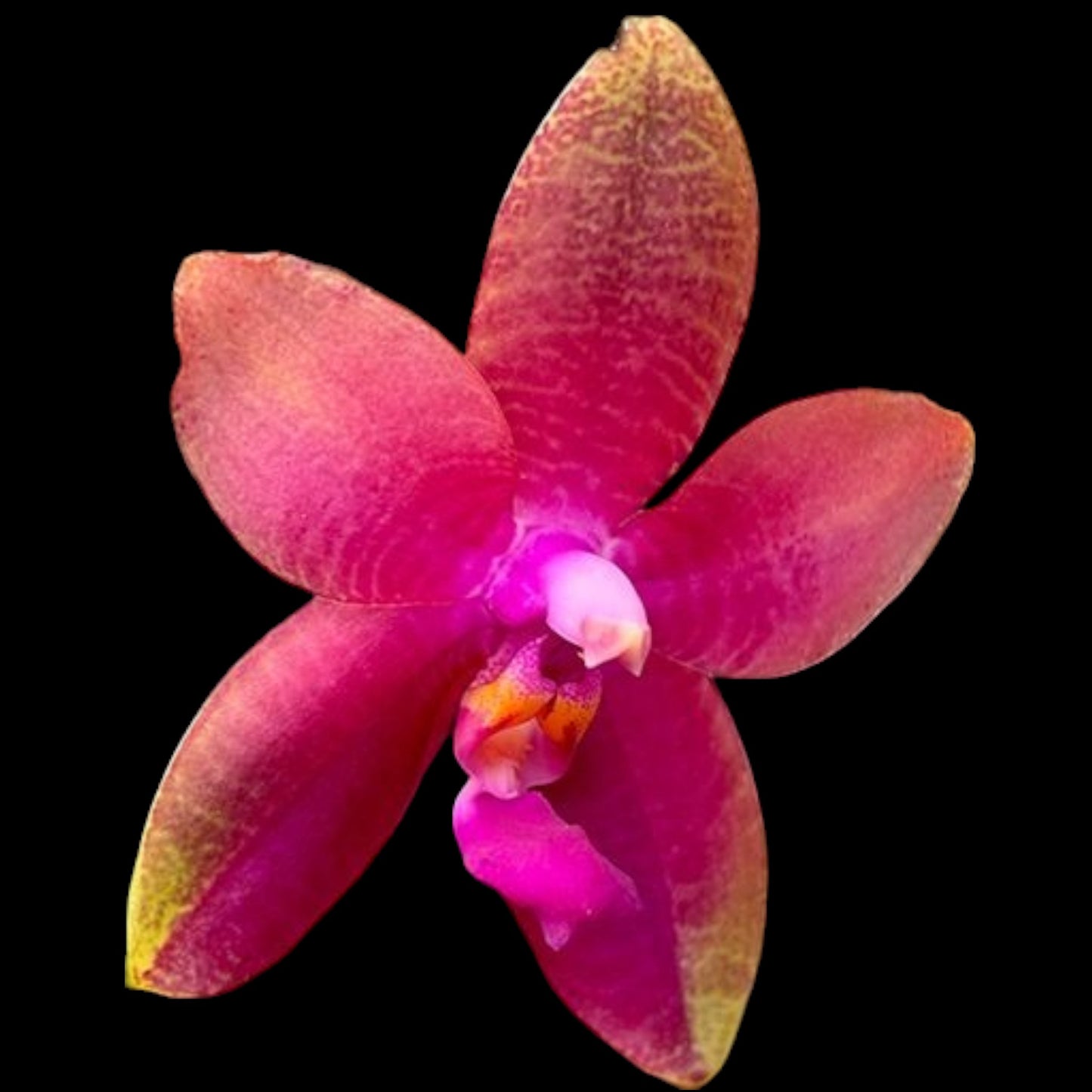 Phal. Meidarland Kaiulani '704' (unstable peloric) - Dr. Bill's Orchids, LLC