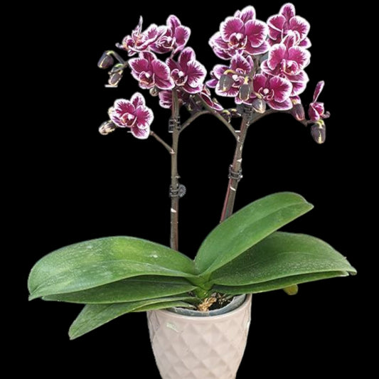 Phal Miki Black Angel '364' - Dr. Bill's Orchids, LLC