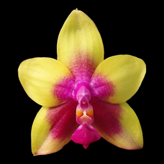 Phal Miki Mok Choi Bear Queen '774' - Dr. Bill's Orchids, LLC