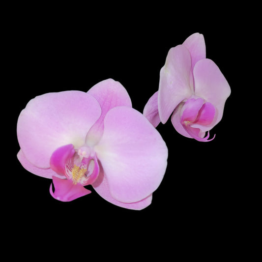 Phal MS Hermosa Pink Peach 'MBL026' - Dr. Bill's Orchids, LLC