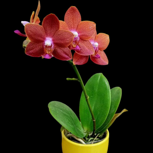 Phal. Pingtung Bronze Age - Dr. Bill's Orchids, LLC