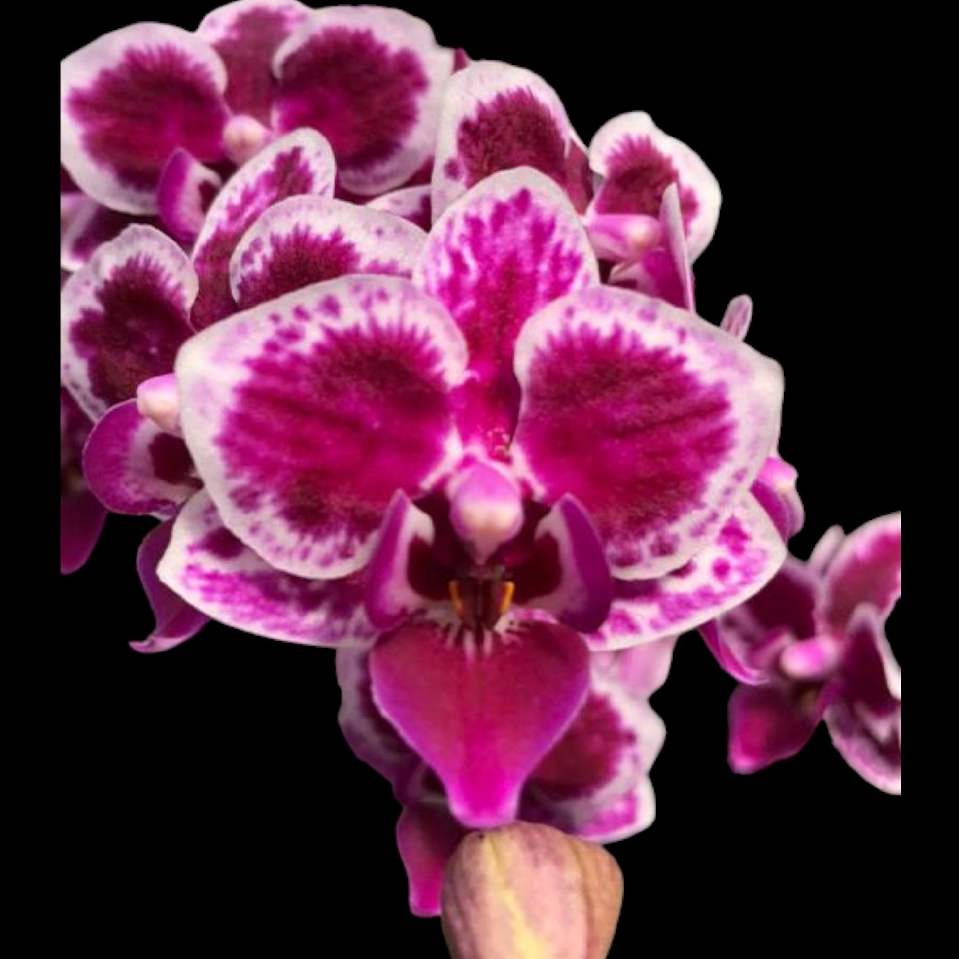 Phal. Prince Louis - Dr. Bill's Orchids, LLC