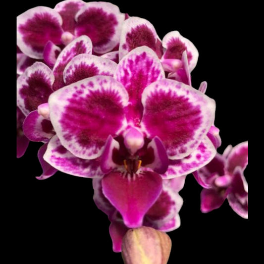 Phal. Prince Louis - Dr. Bill's Orchids, LLC
