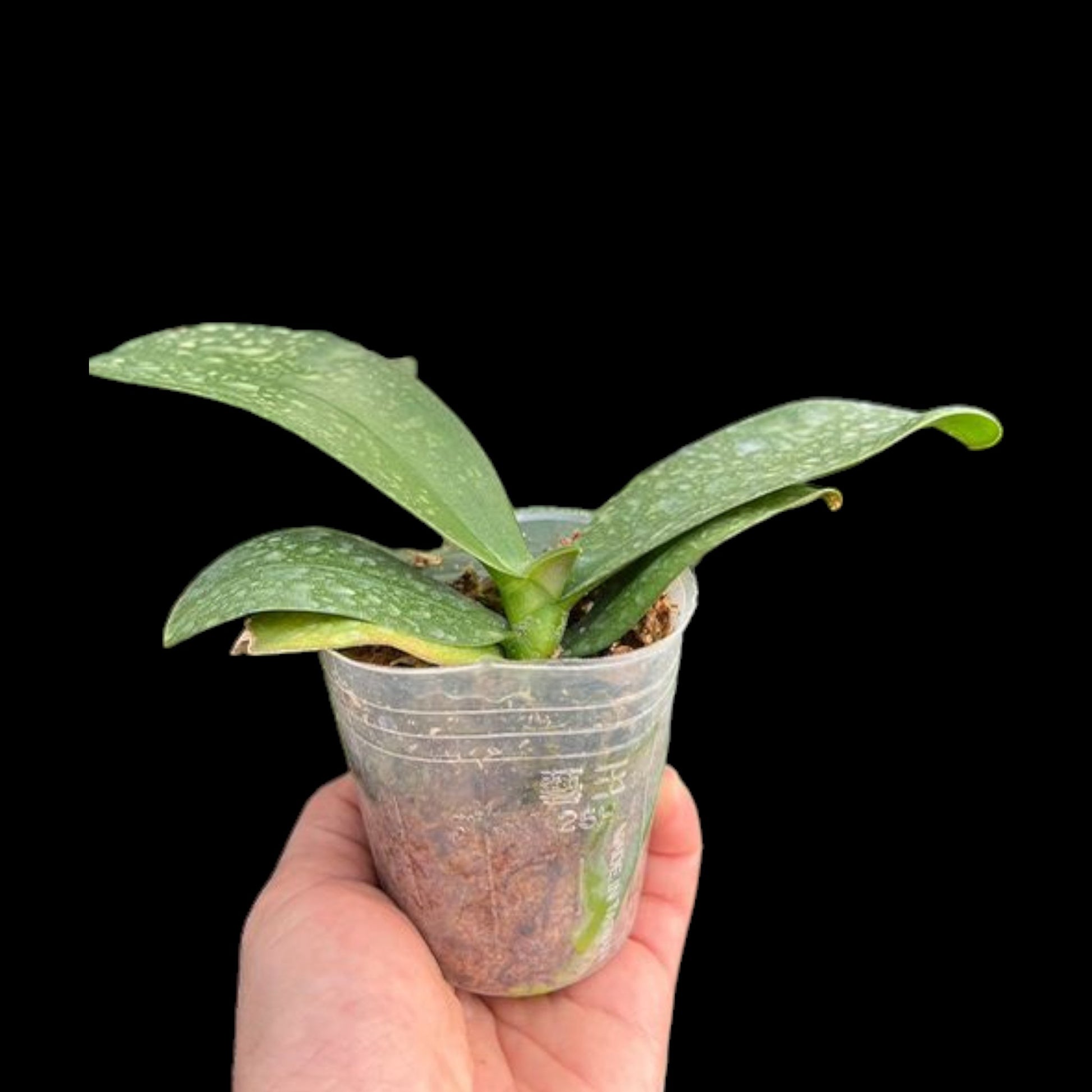 Phal. Pure Moon 'Green Pixie' - Dr. Bill's Orchids, LLC