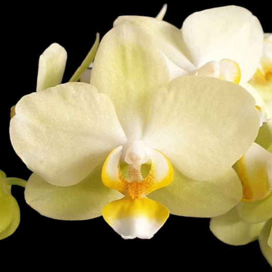 Phal. Pure Moon 'Green Pixie' - Dr. Bill's Orchids, LLC