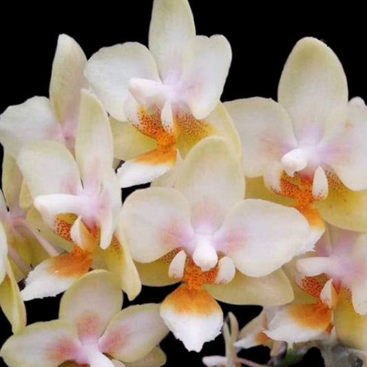 Phal. Ron-E Glamor '3304' - Dr. Bill's Orchids, LLC