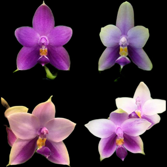 Phal Samera fma coerulea x sib - Dr. Bill's Orchids, LLC