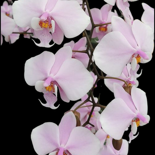 Phal schilleriana 'MSH' - Dr. Bill's Orchids, LLC