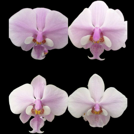 Phal schilleriana x sib - Dr. Bill's Orchids, LLC