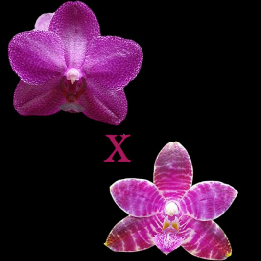 Phal (Sogo Grape x lueddemanniana) - Dr. Bill's Orchids, LLC