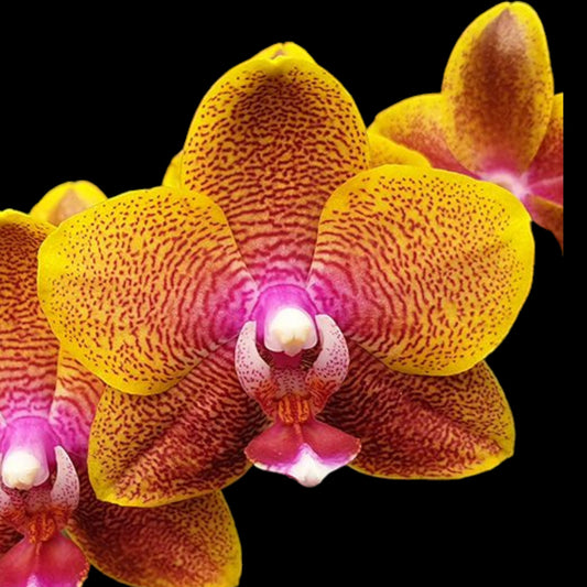 Phal Sogo Lawrence - Dr. Bill's Orchids, LLC