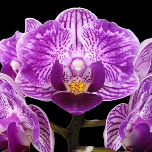 Phal. Sogo Vivien 'SOGO F858' (variegata & peloric) - Dr. Bill's Orchids, LLC