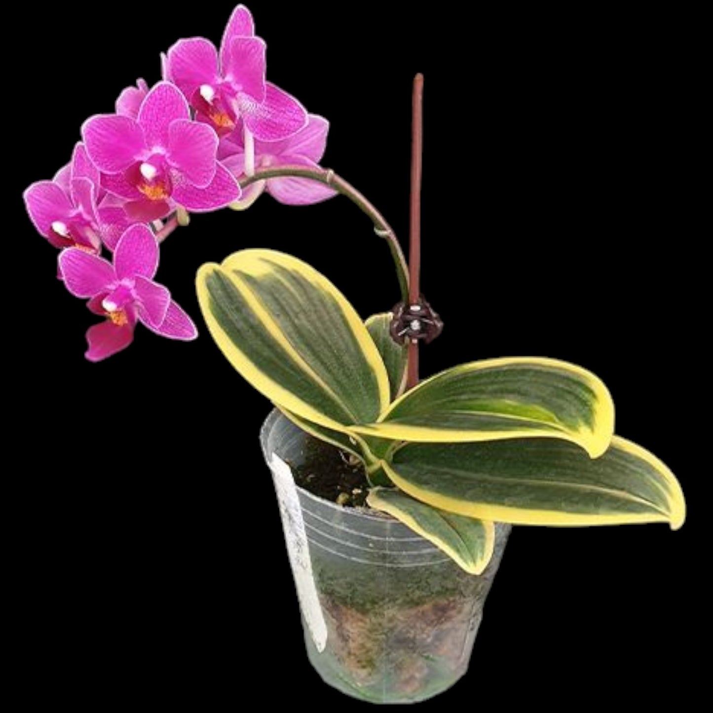 Phal Sogo Yenlin 'Coffee' (variegata) - Dr. Bill's Orchids, LLC