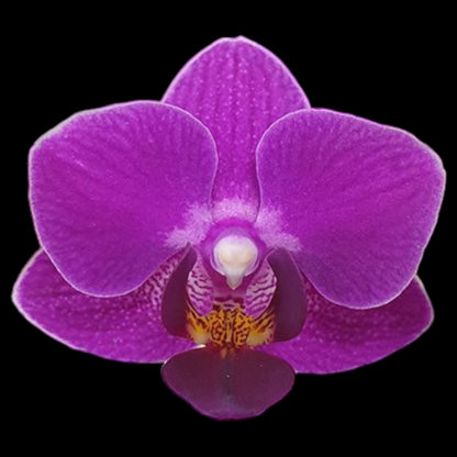 Phal Sogo Yenlin 'Coffee' (variegata) - Dr. Bill's Orchids, LLC