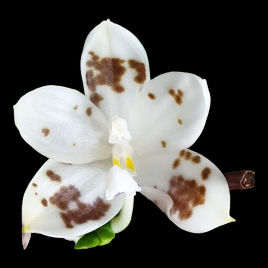 Phal speciosa (syn tetraspis) 'Brown Spots' - Dr. Bill's Orchids, LLC