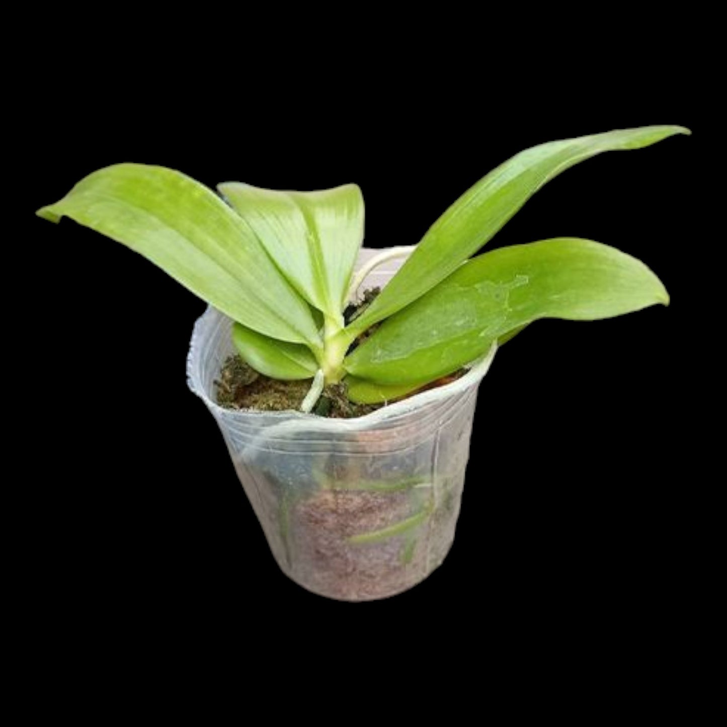 Phal speciosa (syn tetraspis) 'Mauve' - Dr. Bill's Orchids, LLC