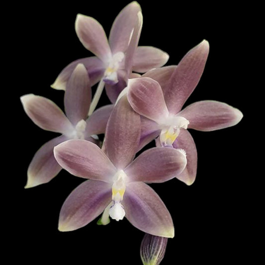 Phal speciosa (syn tetraspis) 'Mauve' - Dr. Bill's Orchids, LLC
