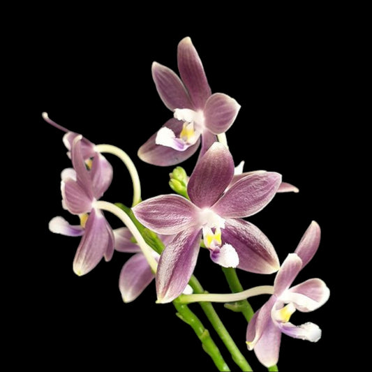 Phal speciosa (syn tetraspis) 'Purple Mountain' - Dr. Bill's Orchids, LLC