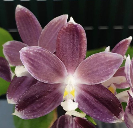 Phal speciosa (syn tetraspis) 'Purple Paw' - Dr. Bill's Orchids, LLC