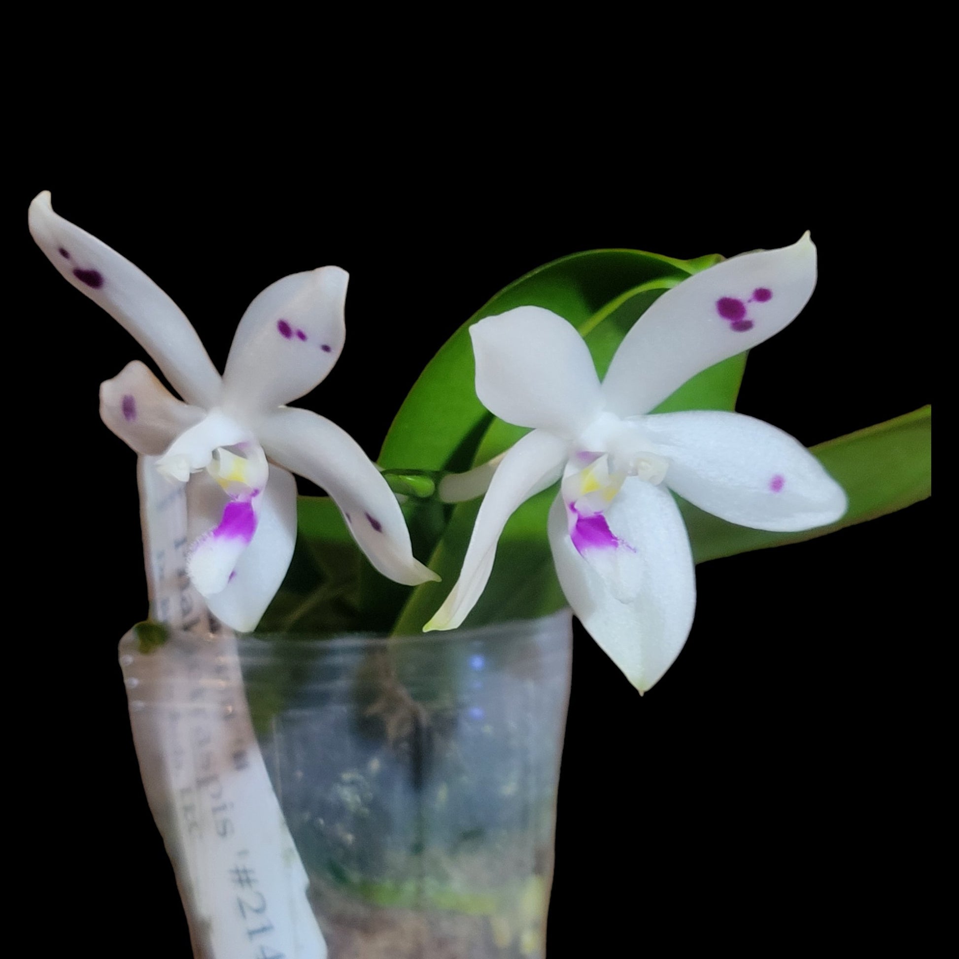 Phal tetraspis '#214' - Dr. Bill's Orchids, LLC