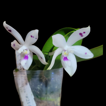 Phal tetraspis '#214' - Dr. Bill's Orchids, LLC