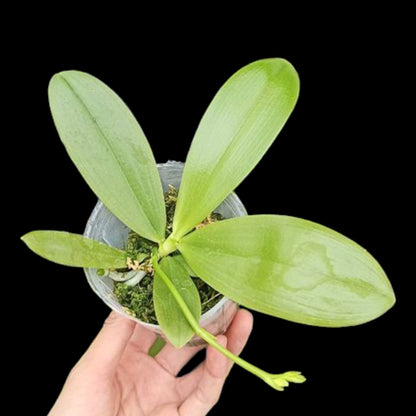 Phal. tetraspis fma alba × sib - Dr. Bill's Orchids, LLC