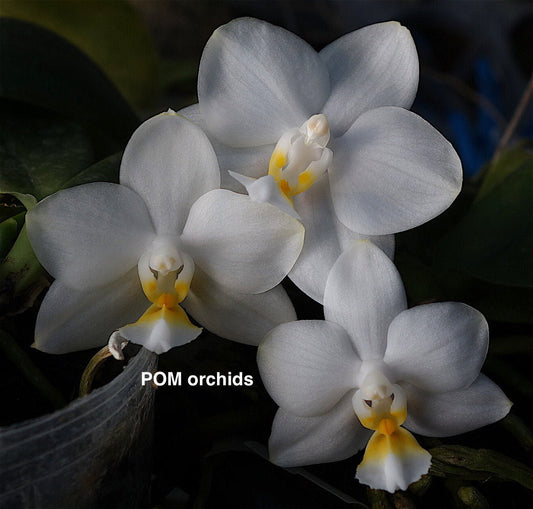 Phal Tzu Chiang Crisna - Dr. Bill's Orchids, LLC