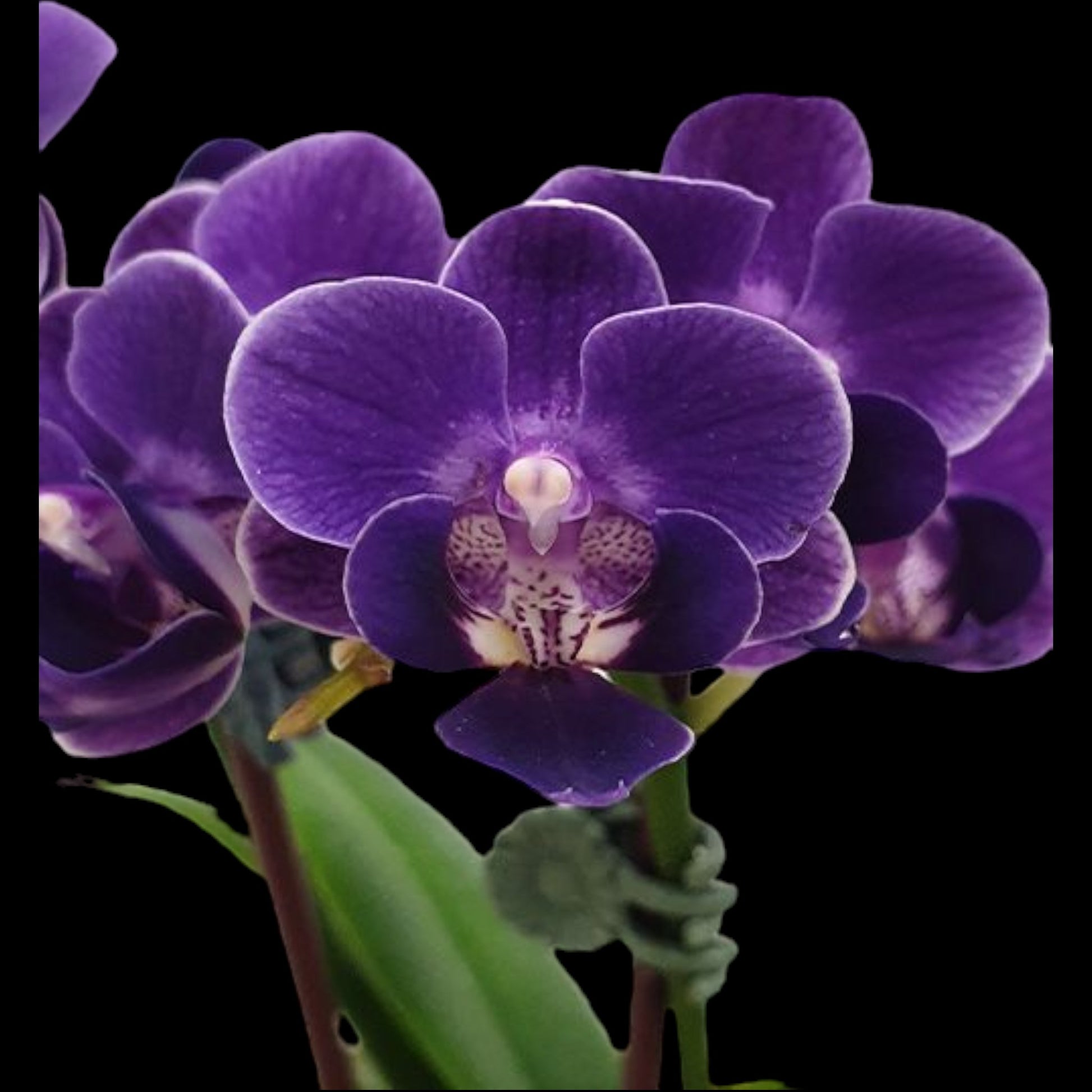 Phal. Violet Eye - Dr. Bill's Orchids, LLC