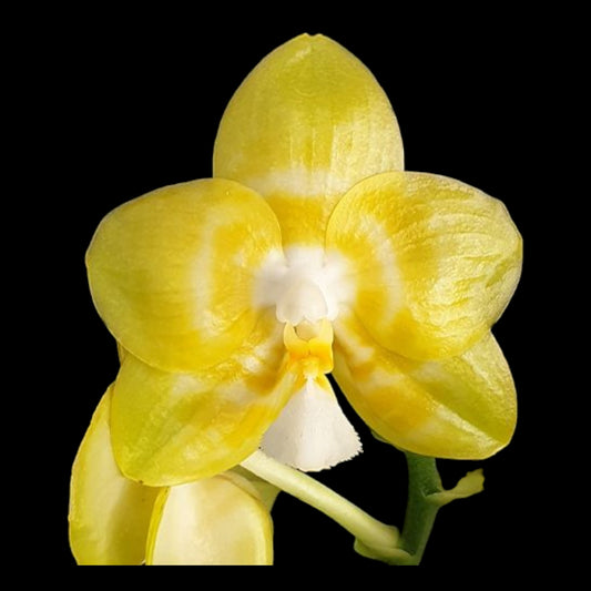 Phal Yaphon Christmas '860' - Dr. Bill's Orchids, LLC