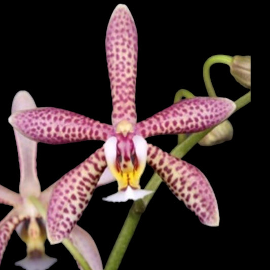 Phal Yaphon Pink Lady - Dr. Bill's Orchids, LLC