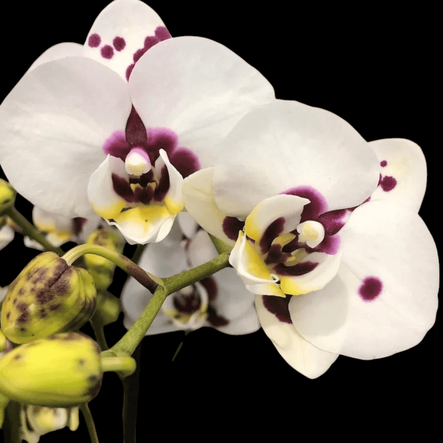 Phal Yu Pin Panda - Dr. Bill's Orchids, LLC