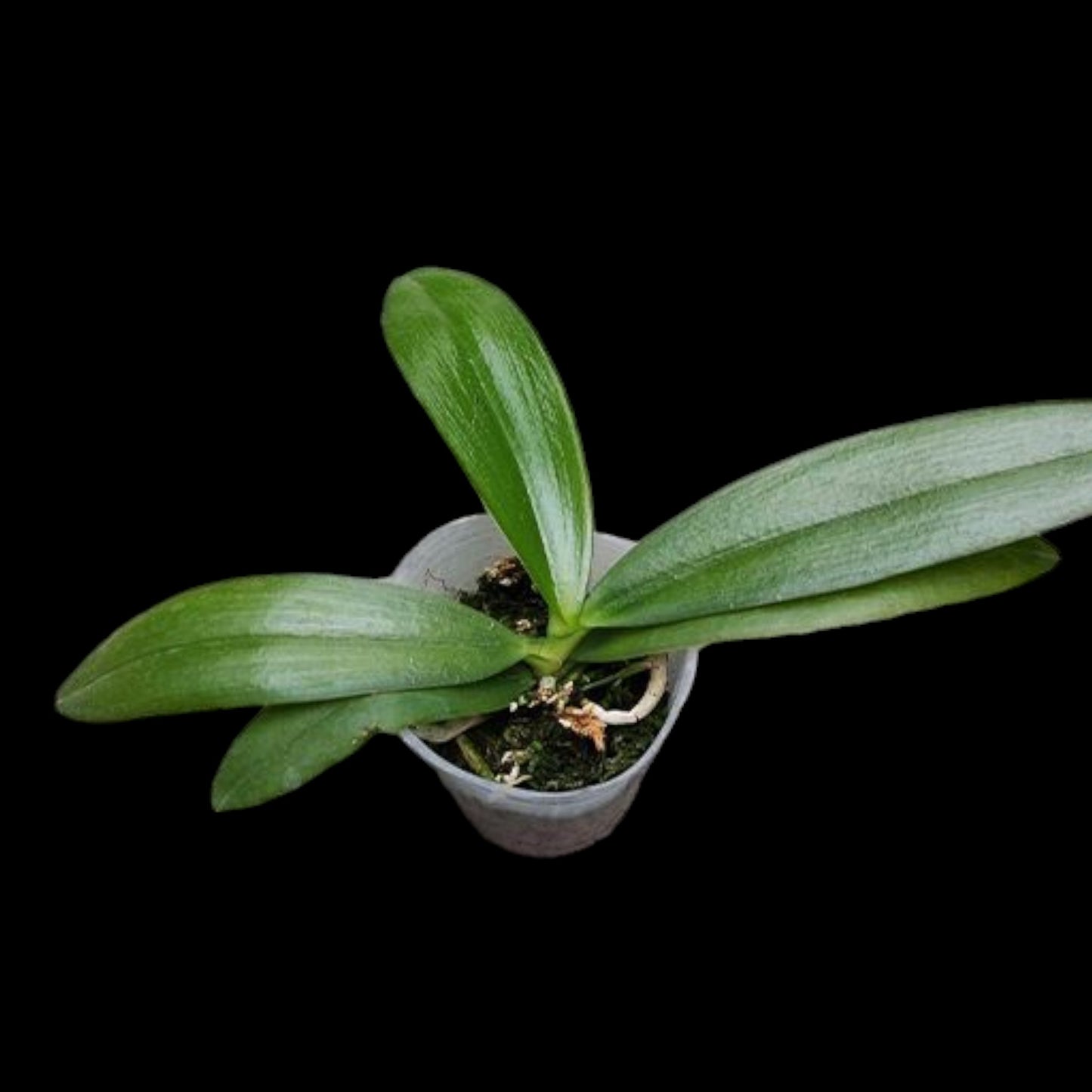 Phal zebrina x sib - Dr. Bill's Orchids, LLC