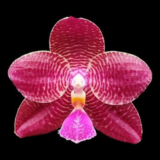 Phal Zheng Min Etching - Dr. Bill's Orchids, LLC