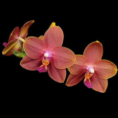Phal Zheng Min Parakeet 'Peter' - Dr. Bill's Orchids, LLC