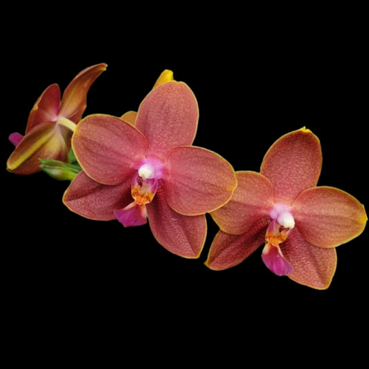 Phal Zheng Min Parakeet 'Peter' - Dr. Bill's Orchids, LLC
