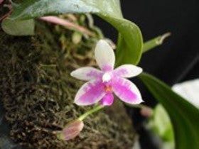 Phal modesta - Dr. Bill's Orchids, LLC
